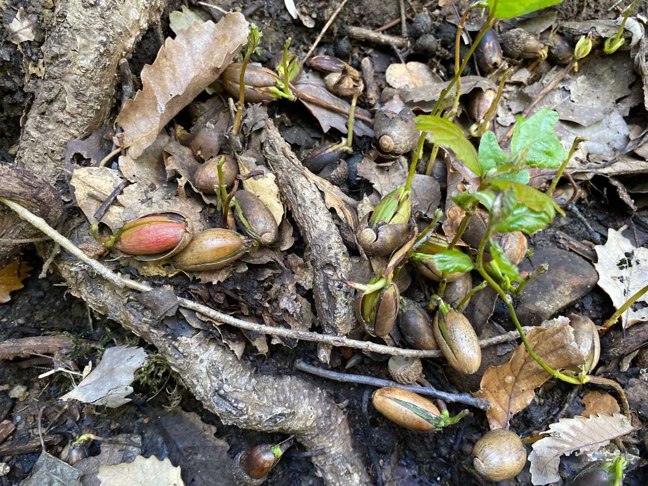 regeneracion alcornocal