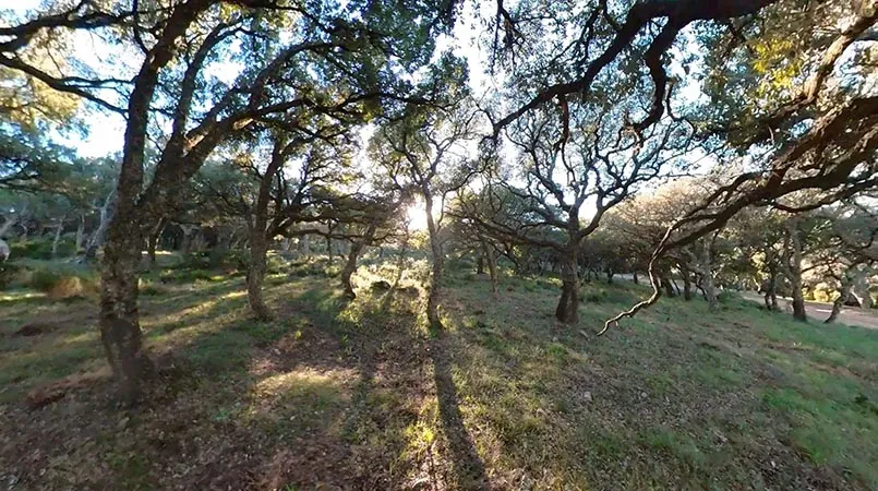 Alcornocal degradado