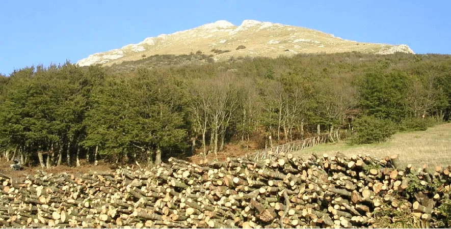 Hayedo monte acuto apeninos