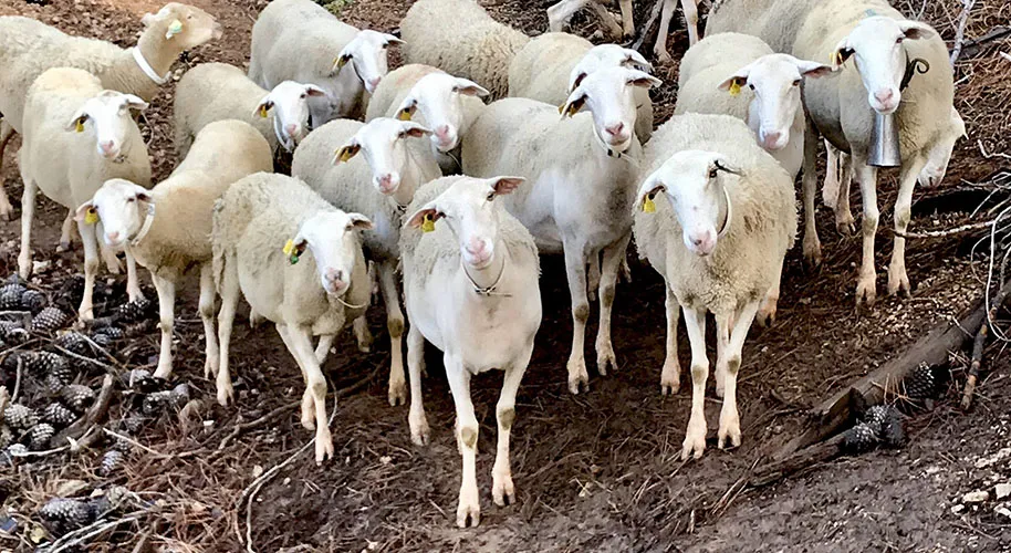 Proyecto Bioheritage