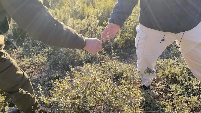 Personal regenerando alcornoque