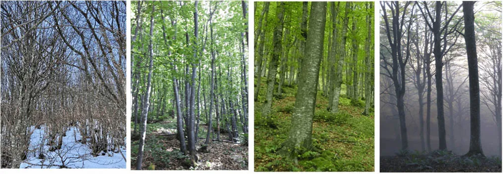 Tipologias de hayedo apeninos