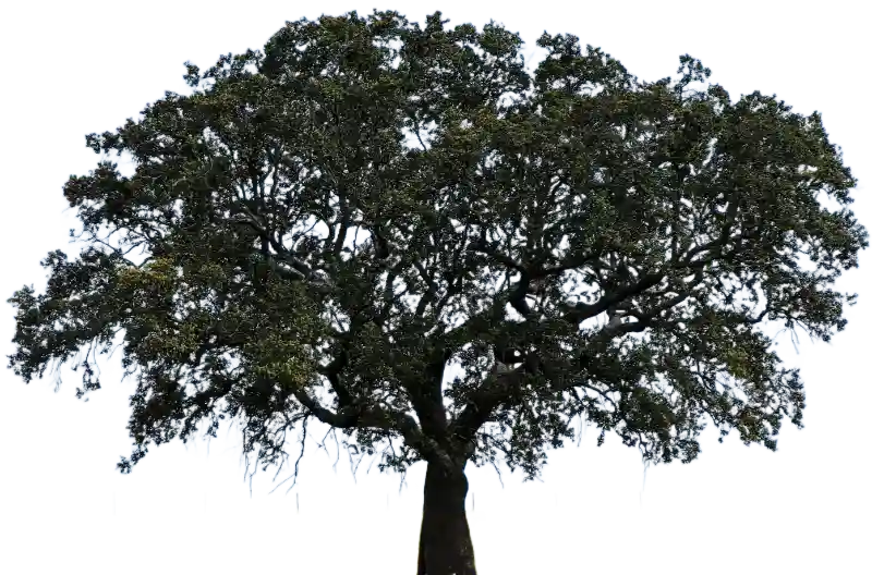 Alcornoque en Portugal