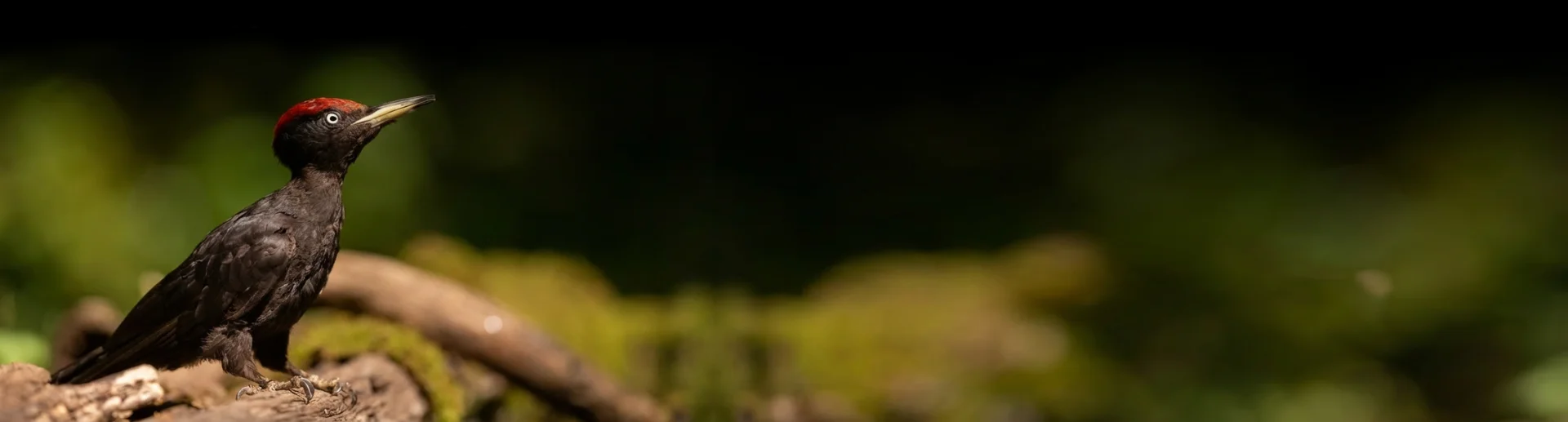 Pájaro carpintero Negro