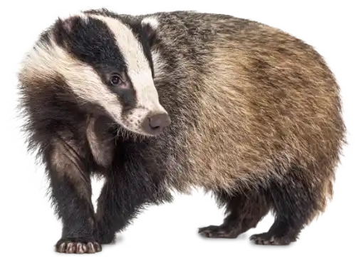 Tejón de los Apeninos Italianos